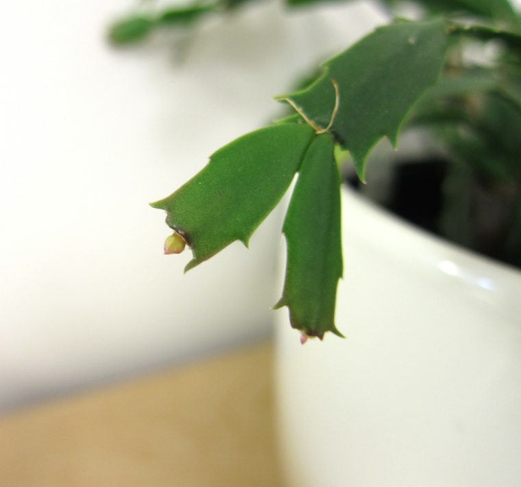 hojas de cactus con capullos