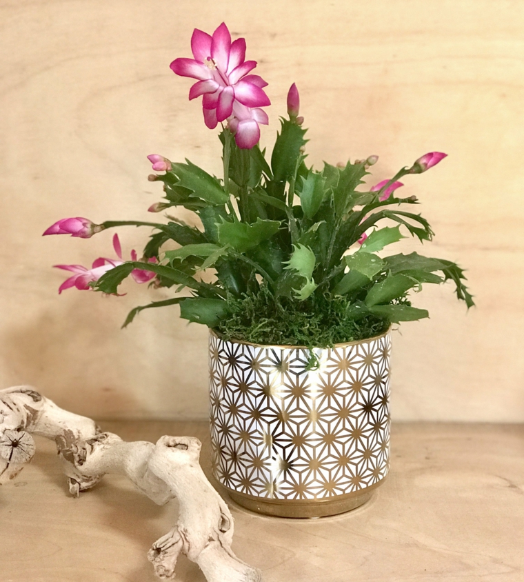 flores y capullos
