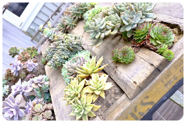 plantar jardines verticales Diy en palets