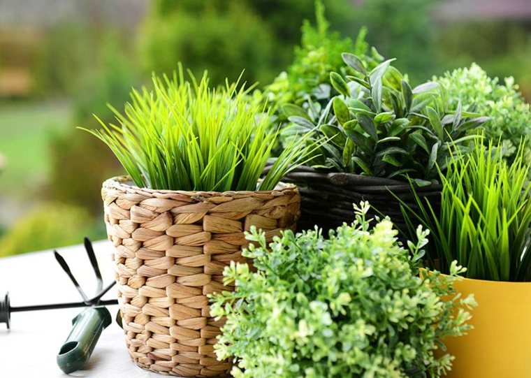 distribucion diversas texturas plantas