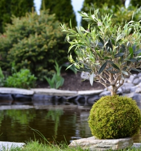 Plantas de jardin ideas increíbles para el diseño de kokedamas
