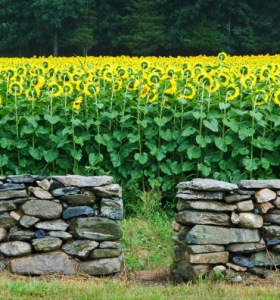 Muros de piedra - como construirlos y cambiar la imagen del jardín