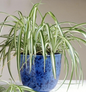 Plantas ornamentales para purificar el aire de tu hogar