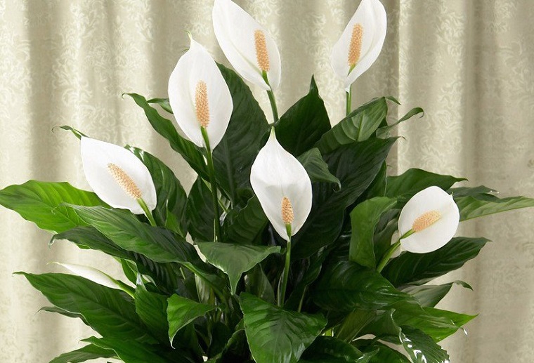 plantas-ornamentales-flores-blancas