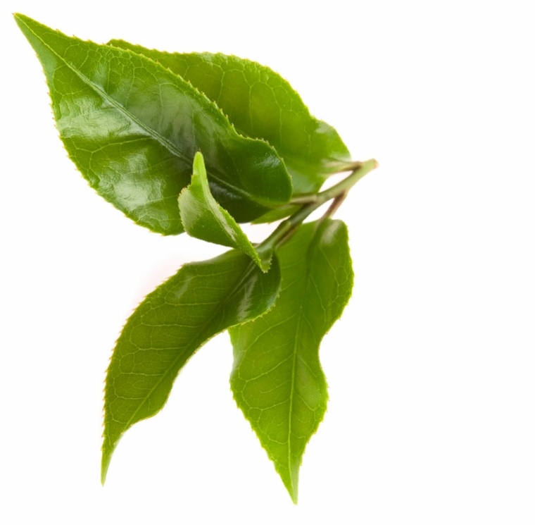 hojas de té verde