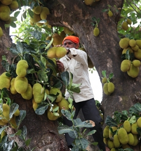 Jackfruit o jaca: qué es y qué beneficios para la salud tiene