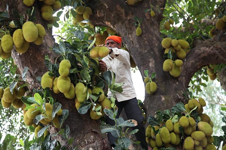 cosechando-jackfruits