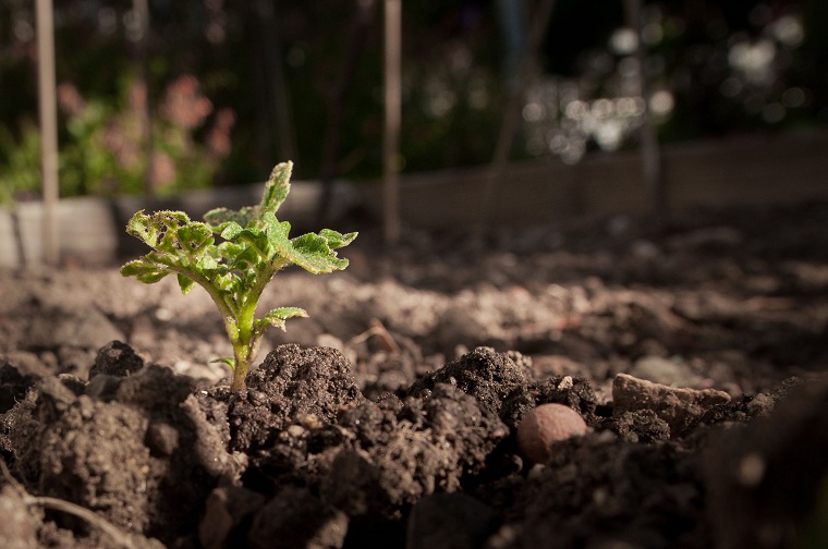 cultivo-plantas-opciones-suelo-ideas