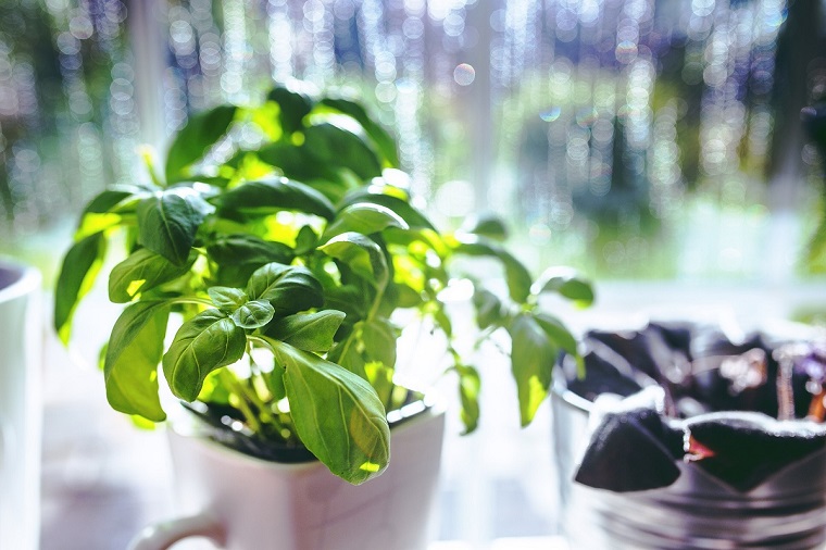 huerto-en-casa-ideas-originales-albahaca'cultivo