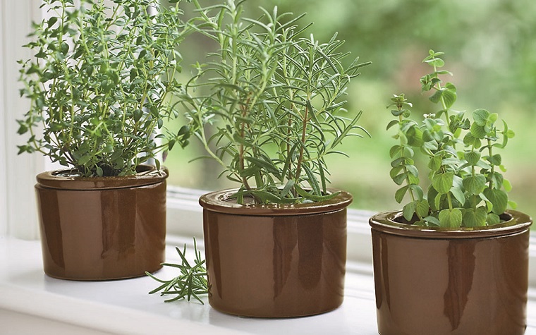 huerto-en-casa-ideas-originales-cultivar-albahaca
