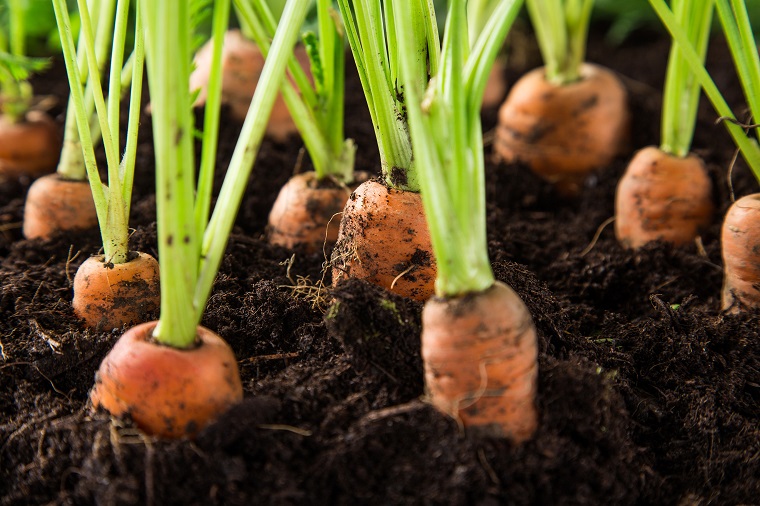 huerto-en-casa-ideas-originales-zanahorias