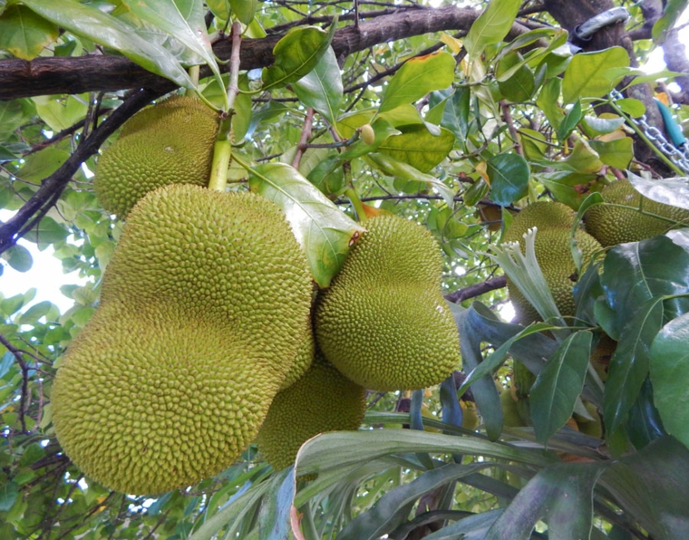jackfruit arbol-en-Florida