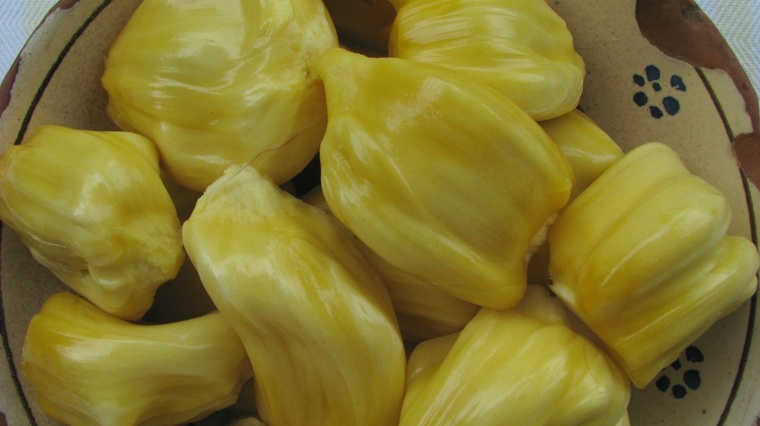 jackfruit bulbos-amarillos