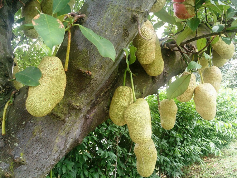 jackfruit colgando-Singapore