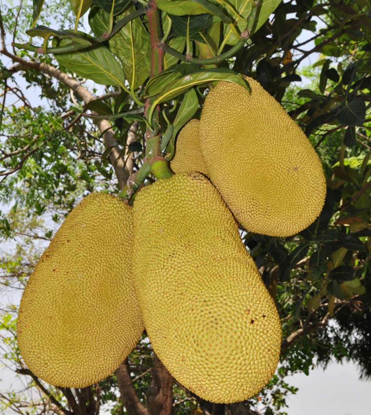 jackfruits-en-arbol