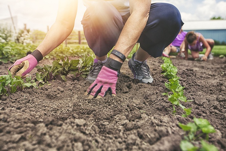 jardines-de-casas-consejo-eleccion-plantas-opciones