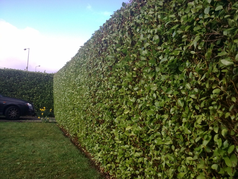 cómo mantener arbustos de jardín