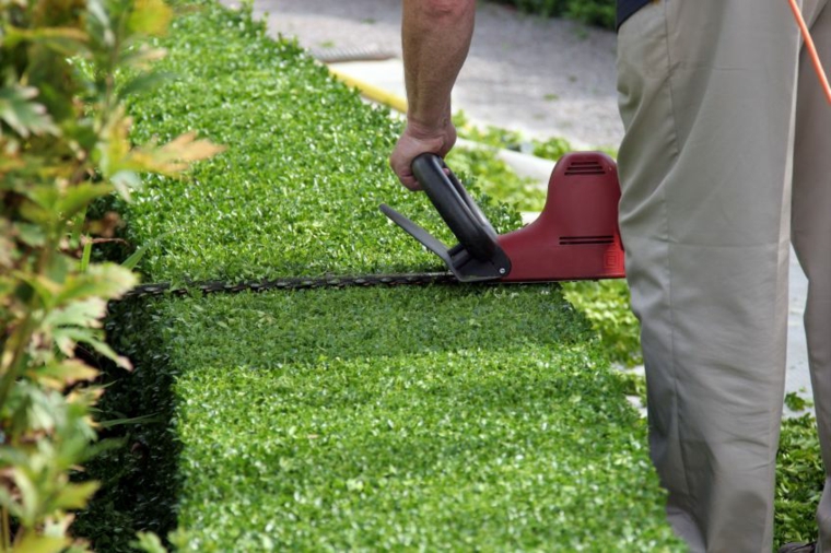 cómo cuidar los setos de jardín