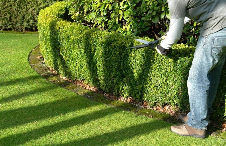 cómo mantener setos de jardín