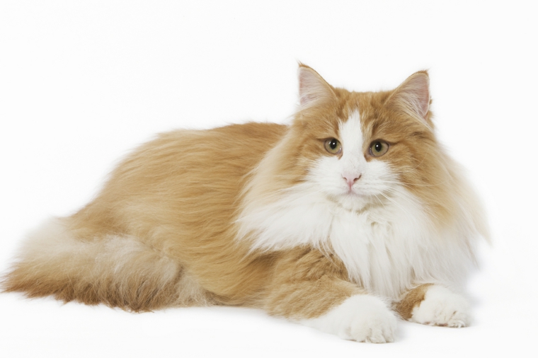 un-gato-bonito