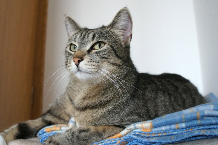 un gato contento