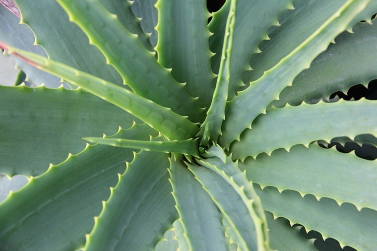 Aloe-Vera-planta