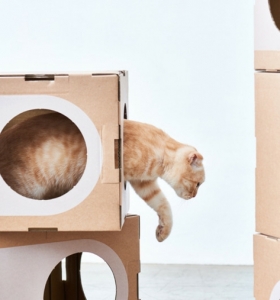 Los gatos y la estructura modular moderna que les puede servir de hogar