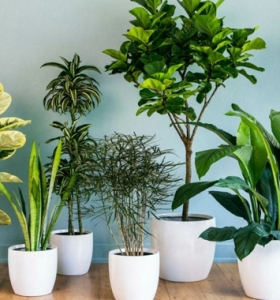 Las plantas que nos ayudan a mejorar la calidad del aire en el hogar
