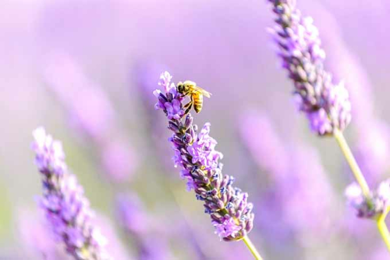 flor-de-lavanda-con-abeja