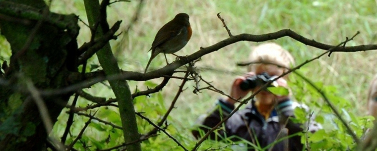 mirar-las-aves