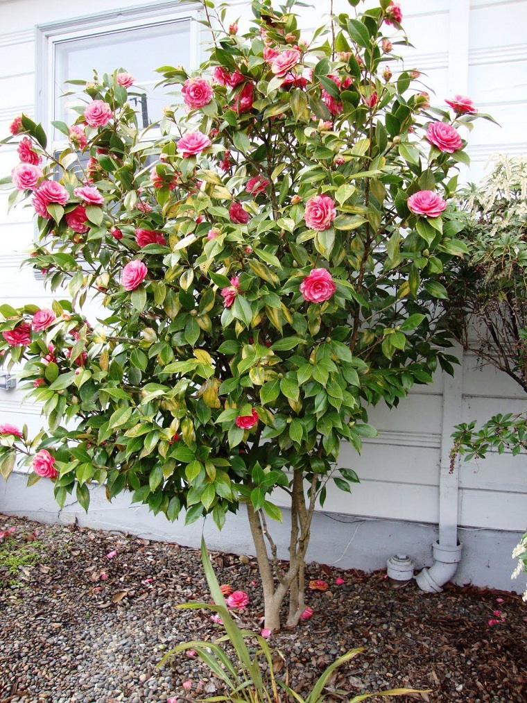 plantas-para-jardin-camelia-flores-bellas
