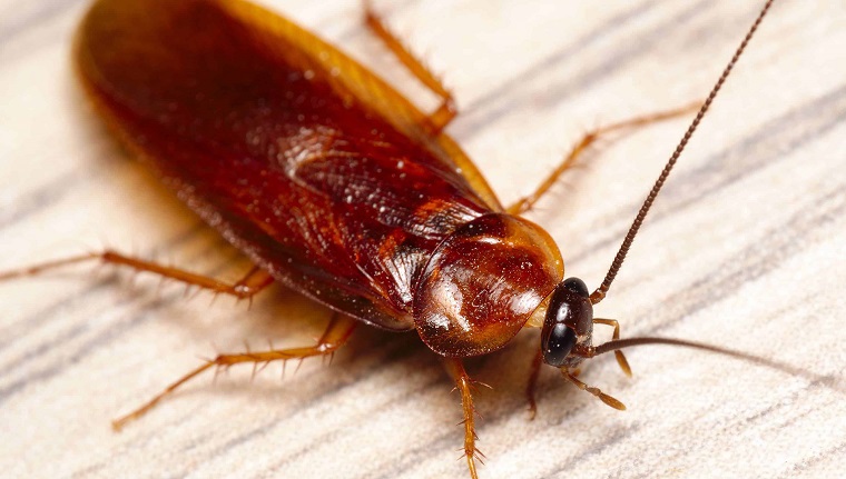 spray wd-40-trucos-cucarachas-insectos