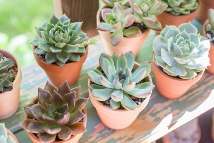 Características de las plantas suculentas y consejos sobre su cultivo