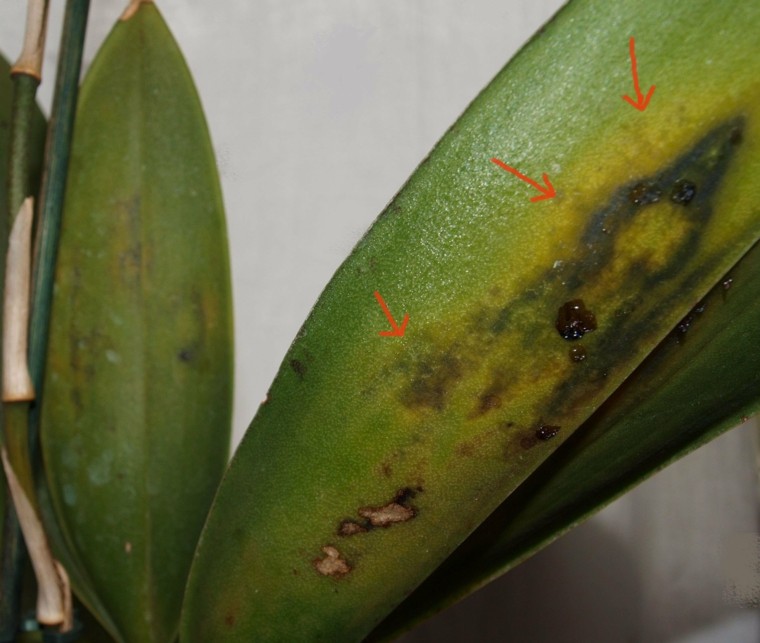 cuidado de orquideas-insectos-hojas