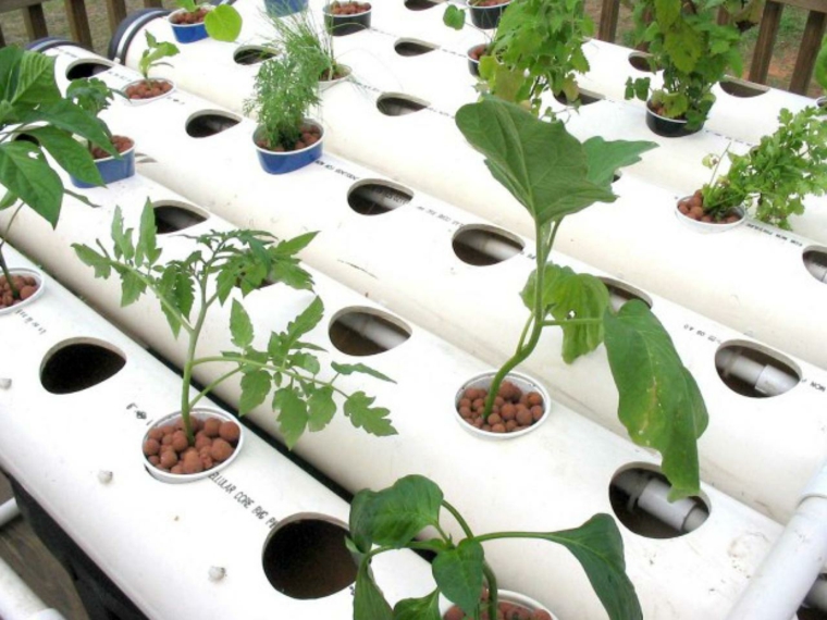 metodos de cultivo de plantas-hidroponicas
