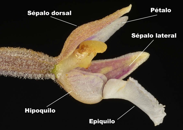 partes de la flor orquidea-cuidados-caseros
