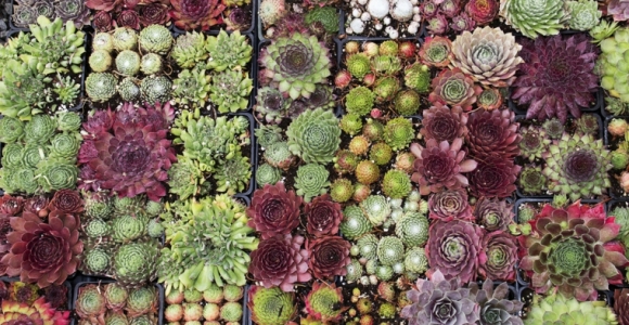plantas-suculentas-caracteristicas-consejos-variedad