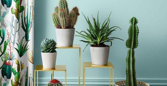 plantas-suculentas-decorar-casa-opciones
