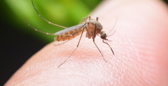 mosquitos-picaduras-grupo-sanguineo-resized