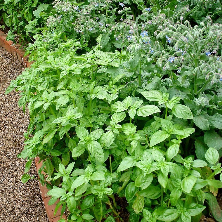 plantas-repeler-mosquitos-albahaca
