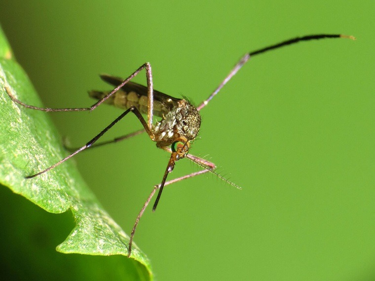 repelente de mosquitos-natural-casero-consejos