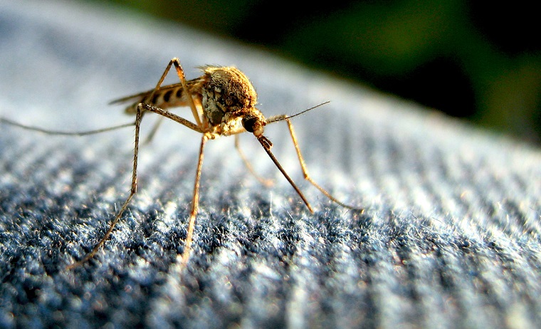 repelente de mosquitos-natural-casero-opciones-originales