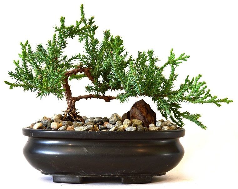 bonsai coniferas plantas madera