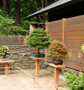 Bonsai para tu jardín - todo lo que debes saber para su cuidado