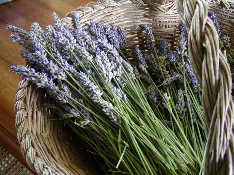 lavanda-cesta-recolectar-ideas