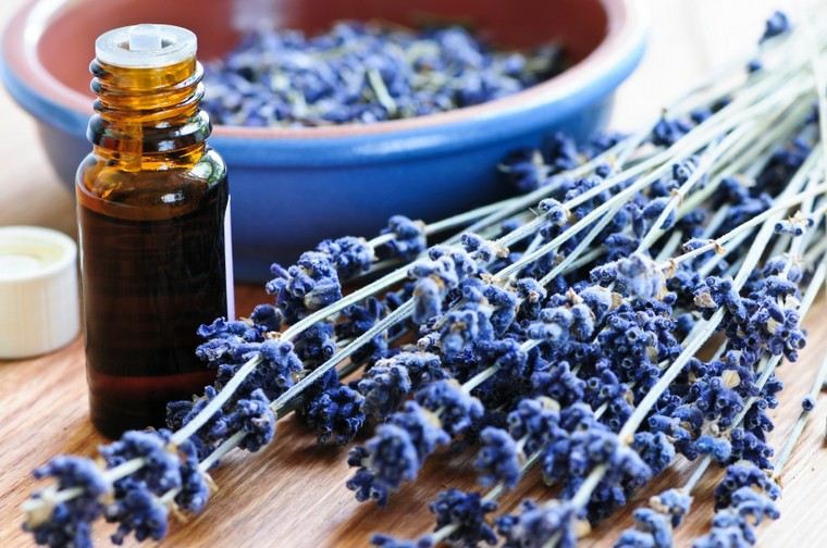 lavanda-flor-aceite-curativo-ideas