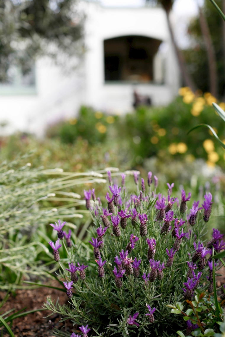 lavanda-jardin-pequena-opciones-ideas