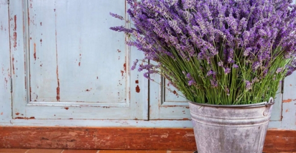 lavanda-planta-bella-cuidado-salud