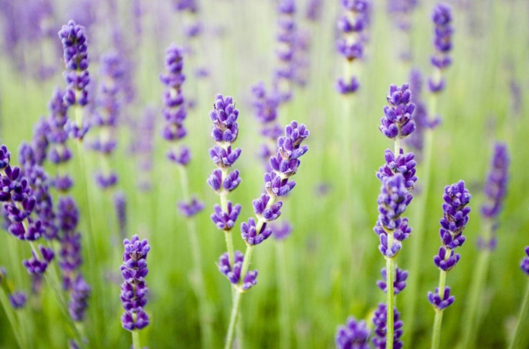 lavanda planta-consejos-ideas-color-purpura