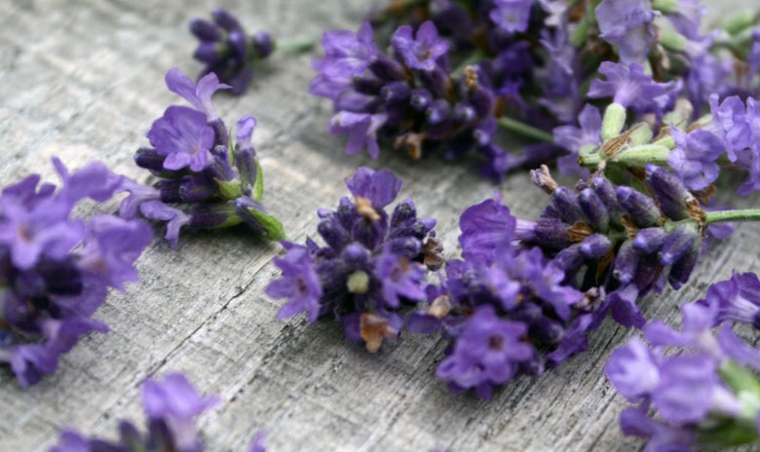 lavanda-planta-medicina-opciones